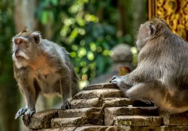 Gallery Jatiluwih Rice Terrace & Tanah Lot Tour