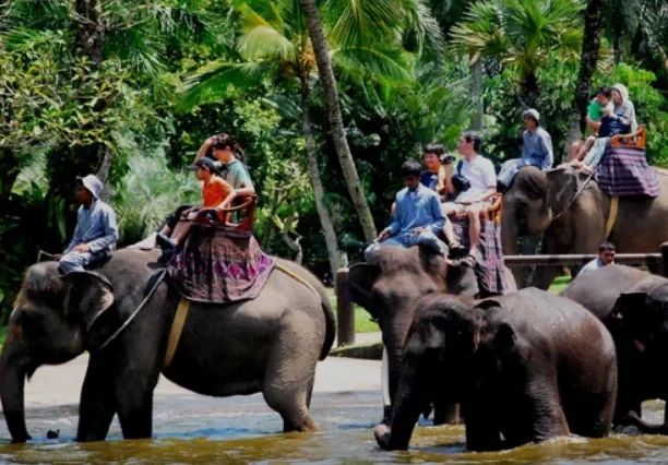 Bali Elephant Ride – 15 Minutes Jungle Experience