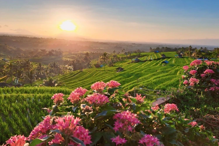 Bali Private Driver for Ubud Tour