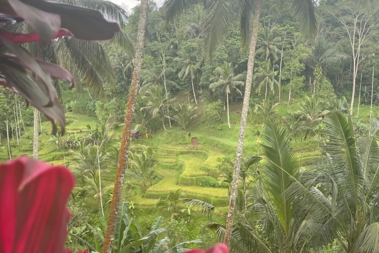 Ubud Tour Bali