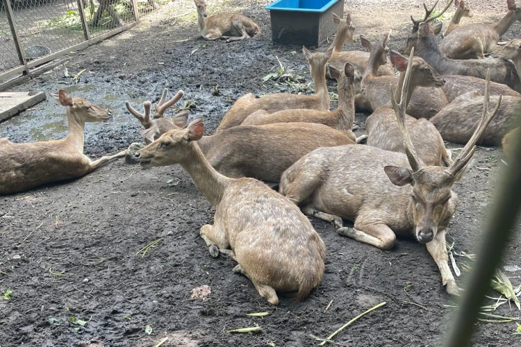 Bali Private Tour to Bali Zoo, Telaga Singha & Silver Class