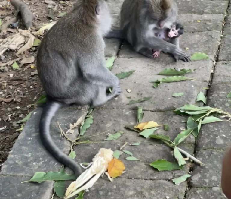 Airport Pick Up to Ubud with Stop