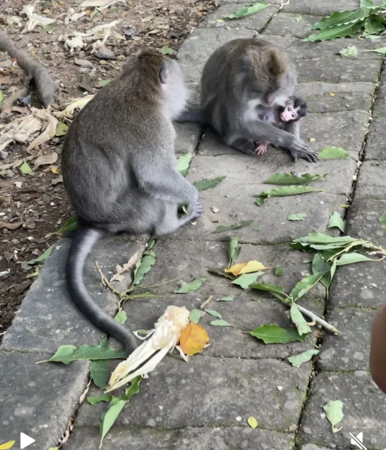 Airport Pick Up to Ubud with Stop