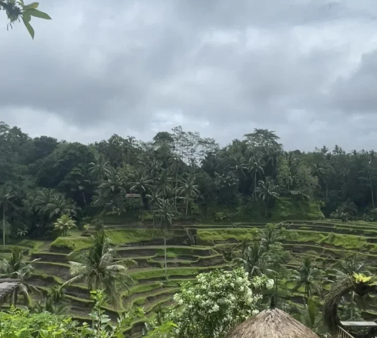 Tegalalang Rice Terrace
