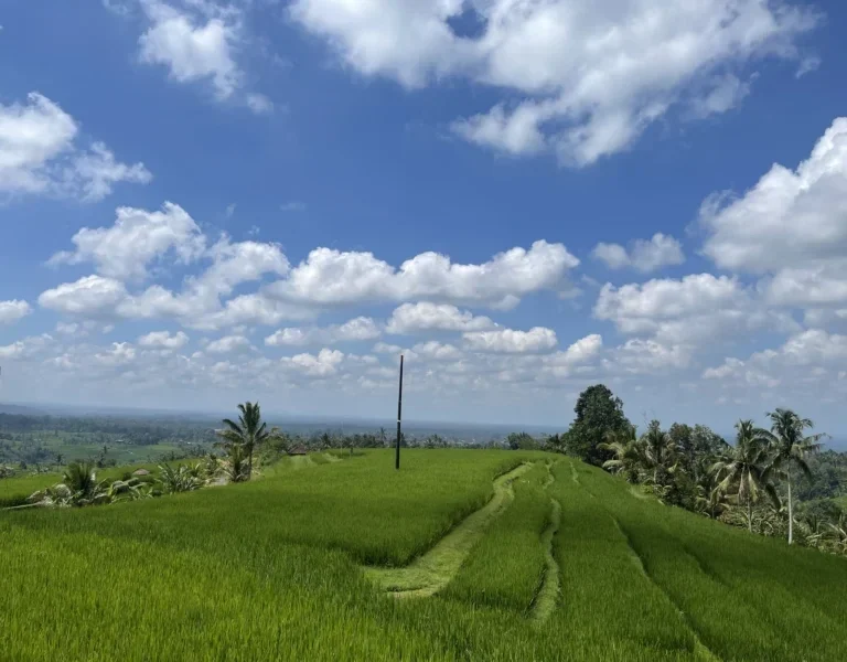 Transfer from Ubud to Munduk via Jatiluwih