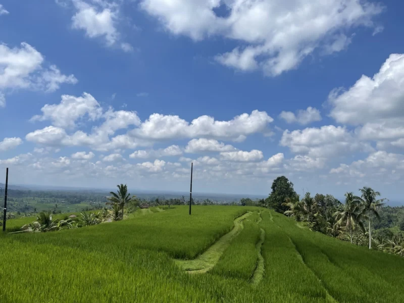 Transfer from Ubud to Munduk via Jatiluwih