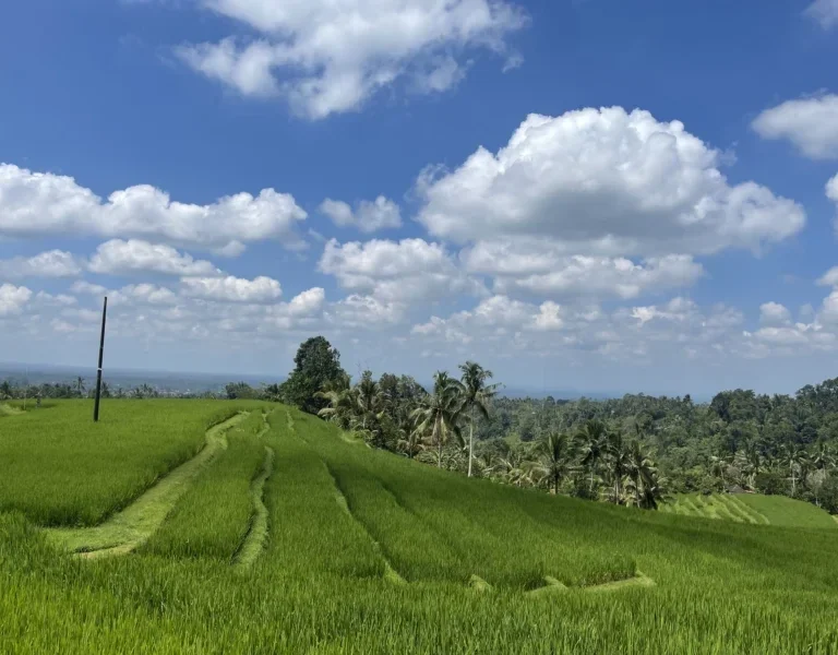 Ubud to Munduk Transfer Tour Bali