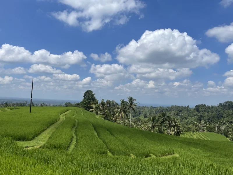 Ubud to Munduk Transfer Tour Bali